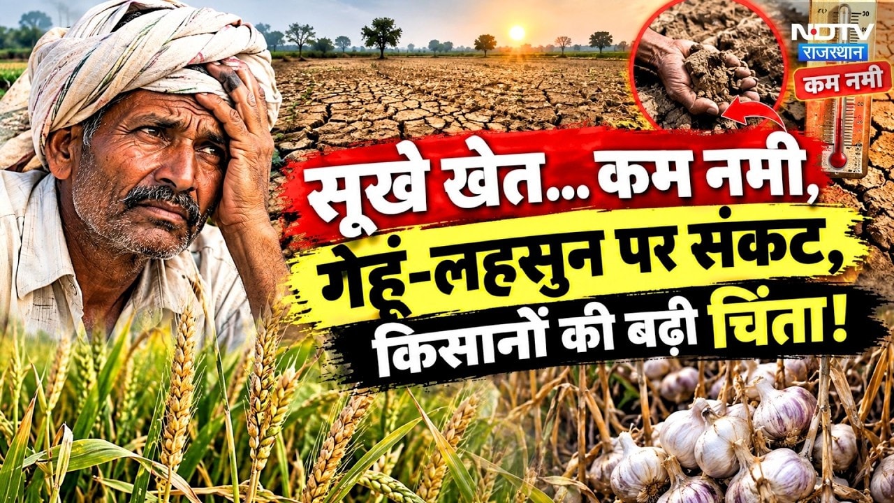Rajasthan Farmers: सूखे खेत और कम नमी से बढ़ी चिंता, गेहूं-लहसुन पर संकट | Agriculture | Rabi Crops