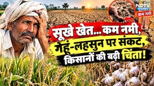 Rajasthan Farmers: सूखे खेत और कम नमी से बढ़ी चिंता, गेहूं-लहसुन पर संकट | Agriculture | Rabi Crops