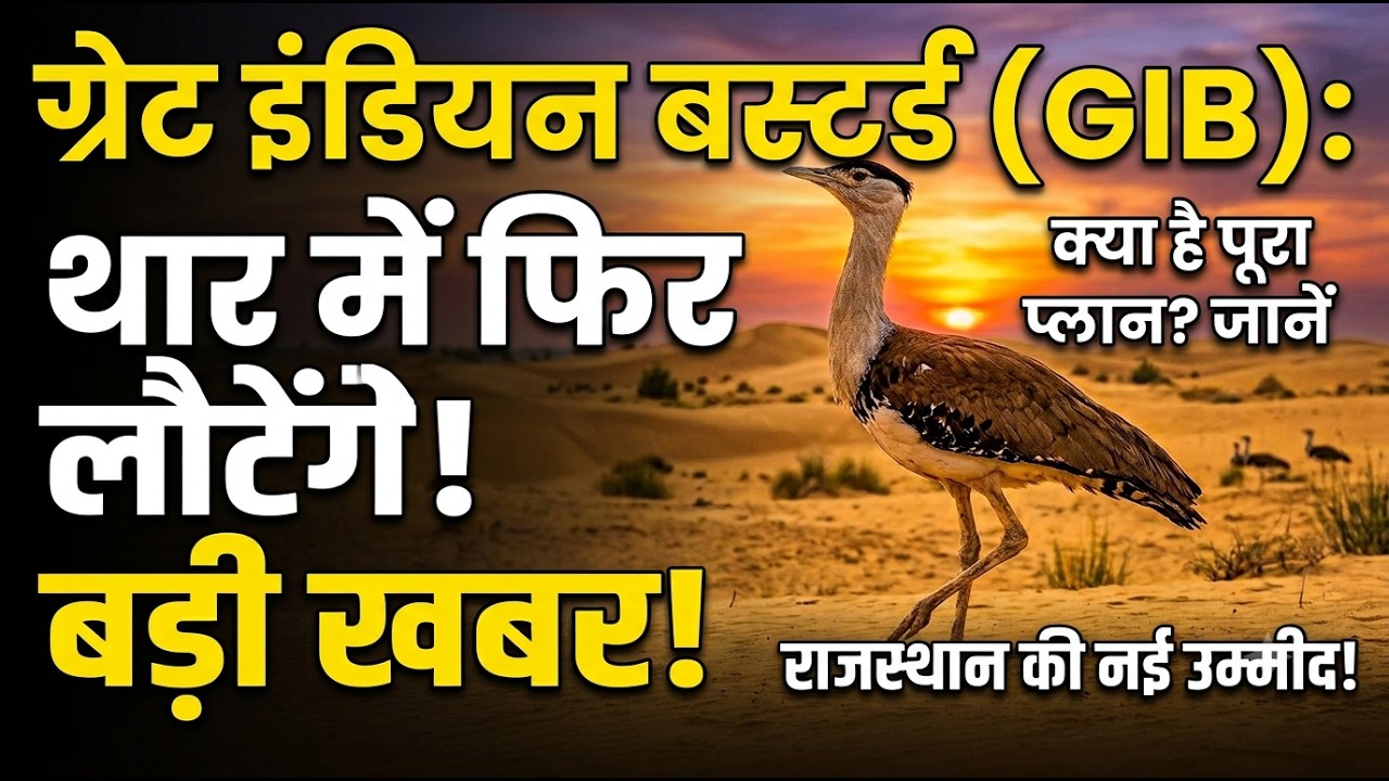 राज्य पक्षी Great Indian Bustard को लेकर बड़ा अपडेट, Thar के रेगिस्तान में लौटेंगे वापस! |Godawan