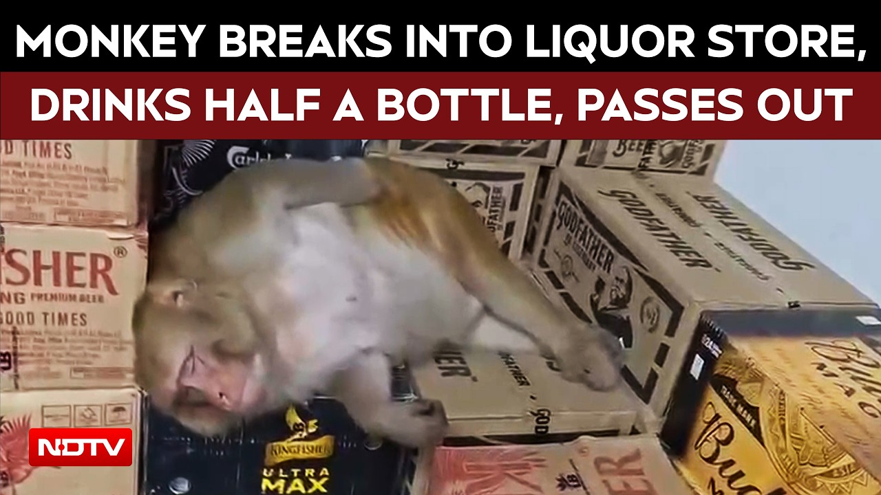 Ranchi News | Pregnant Monkey Breaks Into A Ranchi Liquor Shop, Drinks Half A Bo...