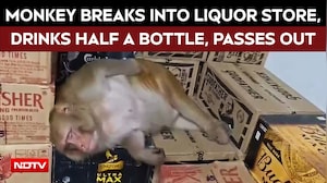 Ranchi News | Pregnant Monkey Breaks Into A Ranchi Liquor Shop, Drinks Half A Bottle And Passes Out