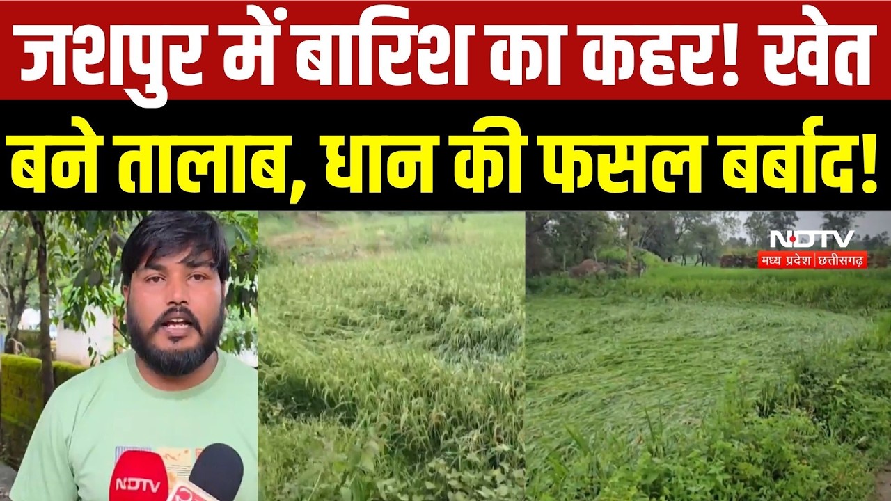 Jashpur  Heavy Rain: लगातार बारिश से किसानों पर संकट! धान की फसल पानी में डूबी, मुआवजे की मांग तेज |