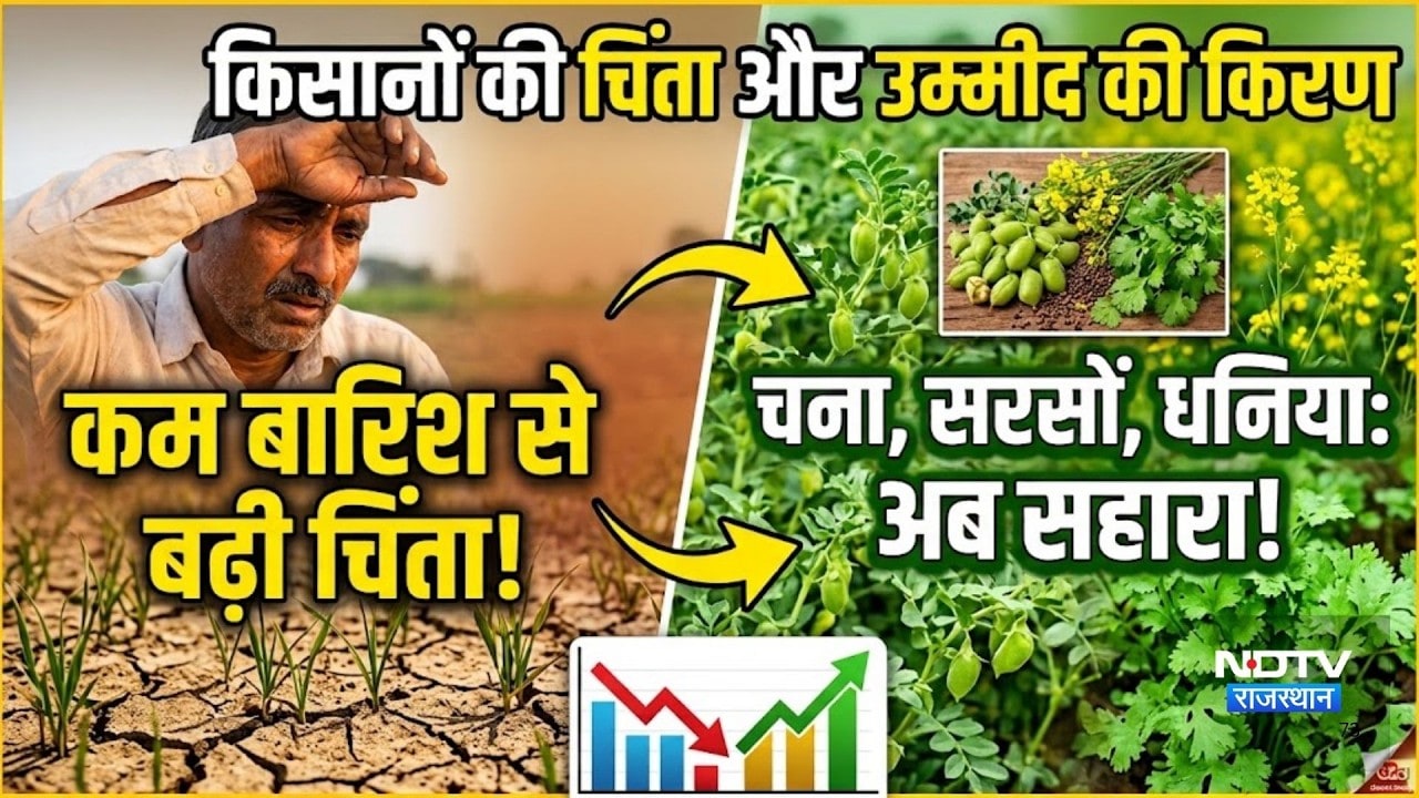 कम बारिश से बढ़ी किसानों की चिंता! चना, सरसों, धनिया की फसलें बनी सहारा |Top News |Rain |Farmer