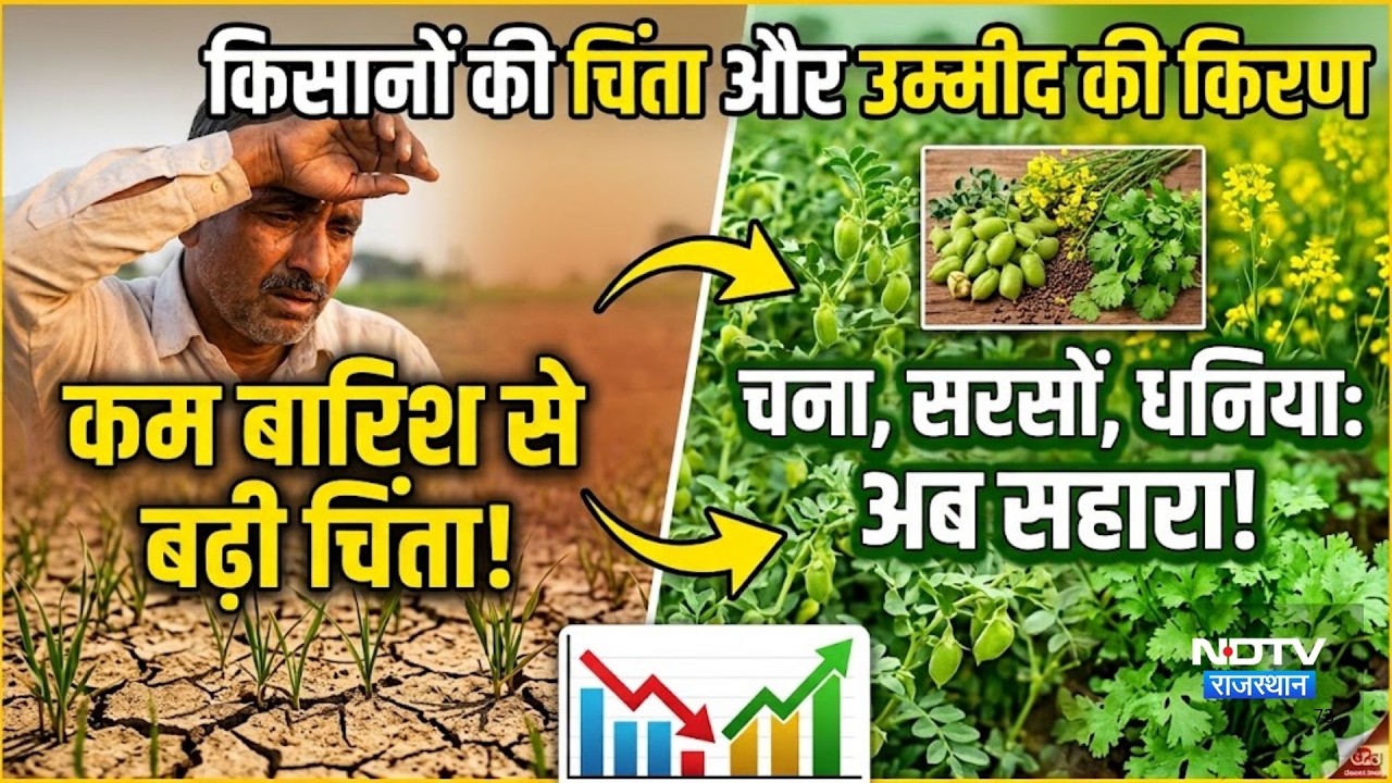 कम बारिश से बढ़ी किसानों की चिंता! चना, सरसों, धनिया की फसलें बनी सहारा |Top News |Rain |Farmer