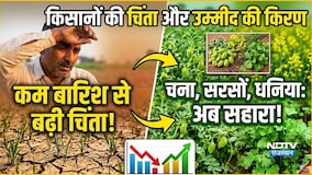 कम बारिश से बढ़ी किसानों की चिंता! चना, सरसों, धनिया की फसलें बनी सहारा |Top News |Rain |Farmer