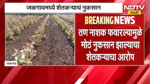 Jalgaon | फवारणीच्या टाकीत तणनाशक टाकलं, दुष्काळजन्य परिस्थितीत शेतकऱ्याचं मोठं नुकसान