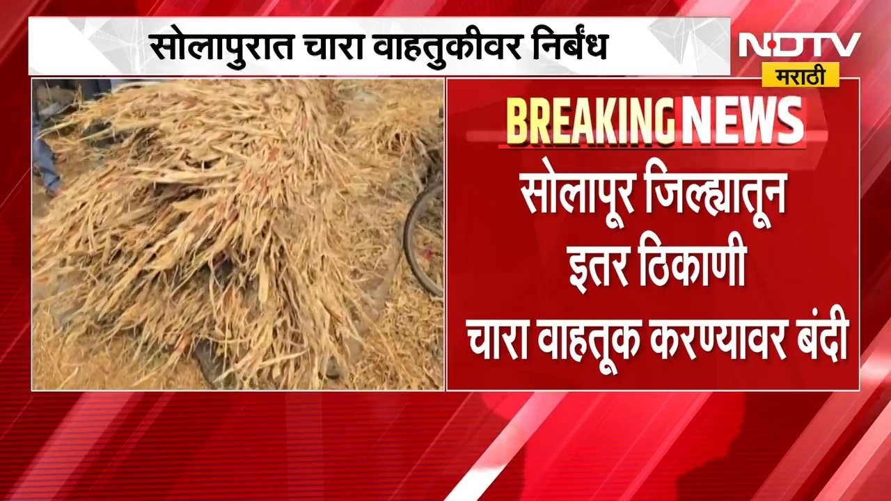 Solapur Drought | सोलापुरात चारा वाहतुकीवर निर्बंध, जिल्हाधिकाऱ्यांचे आदेश | NDTV Marathi