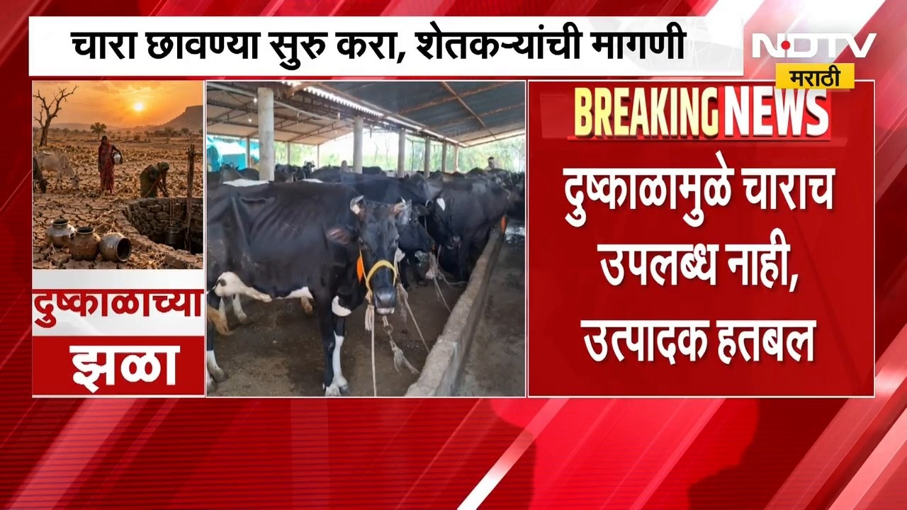 Ahilyanagar Drought| 14 तालुक्यात दुष्काळ; चारा छावण्या सुरु करा, दूध उत्पादक शेतकऱ्यांची मागणी