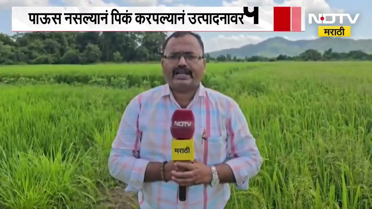 Palghar मध्ये यंदा 78 हजार हेक्टरवर भातशेती, पावसानं दडी मारल्यानं भातशेती धोक्यात | Ground Report