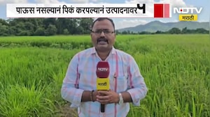 Palghar मध्ये यंदा 78 हजार हेक्टरवर भातशेती, पावसानं दडी मारल्यानं भातशेती धोक्यात | Ground Report