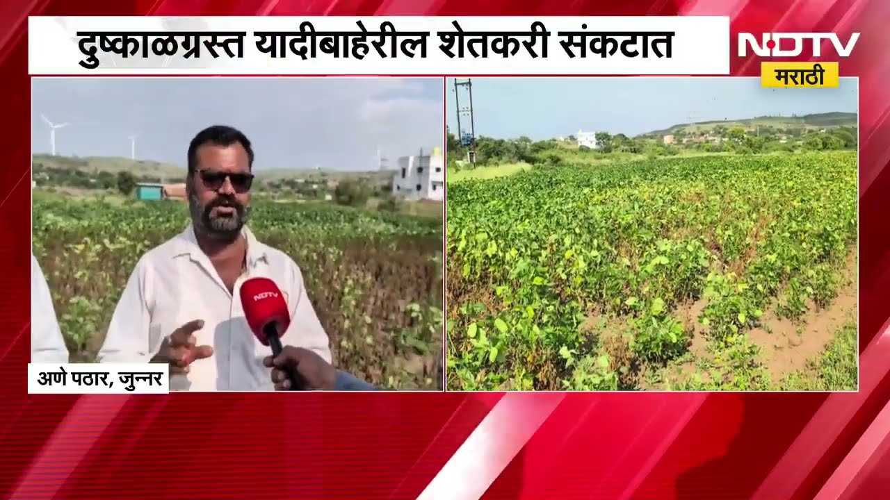 Pune| जुन्नरच्या अणे पठार भागात पावसाअभावी सोयाबीन करपलं, दुष्काळग्रस्त यादीबाहेरील शेतकरी संकटात