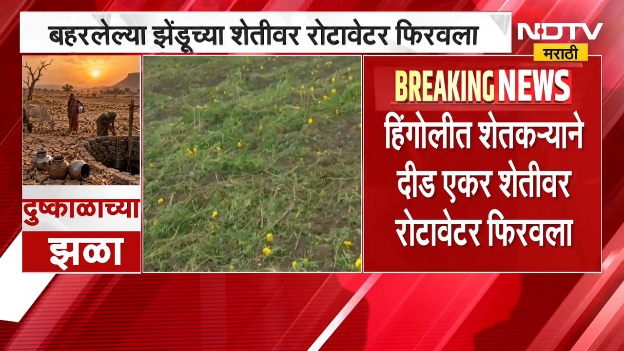 Hingoli | हिंगोलीमधील शेतकऱ्याने दीड एकर झेंडू शेतीवर फिरवला रोटावेटर ।  Maharashtra News | NDDTV