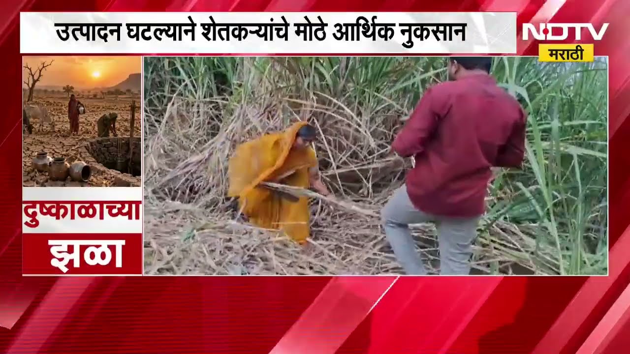 Beed Drought | दुष्काळामुळे गोड ऊस झाला कडू, बीडमधील शेतकरी संकटात | NDTV Marathi