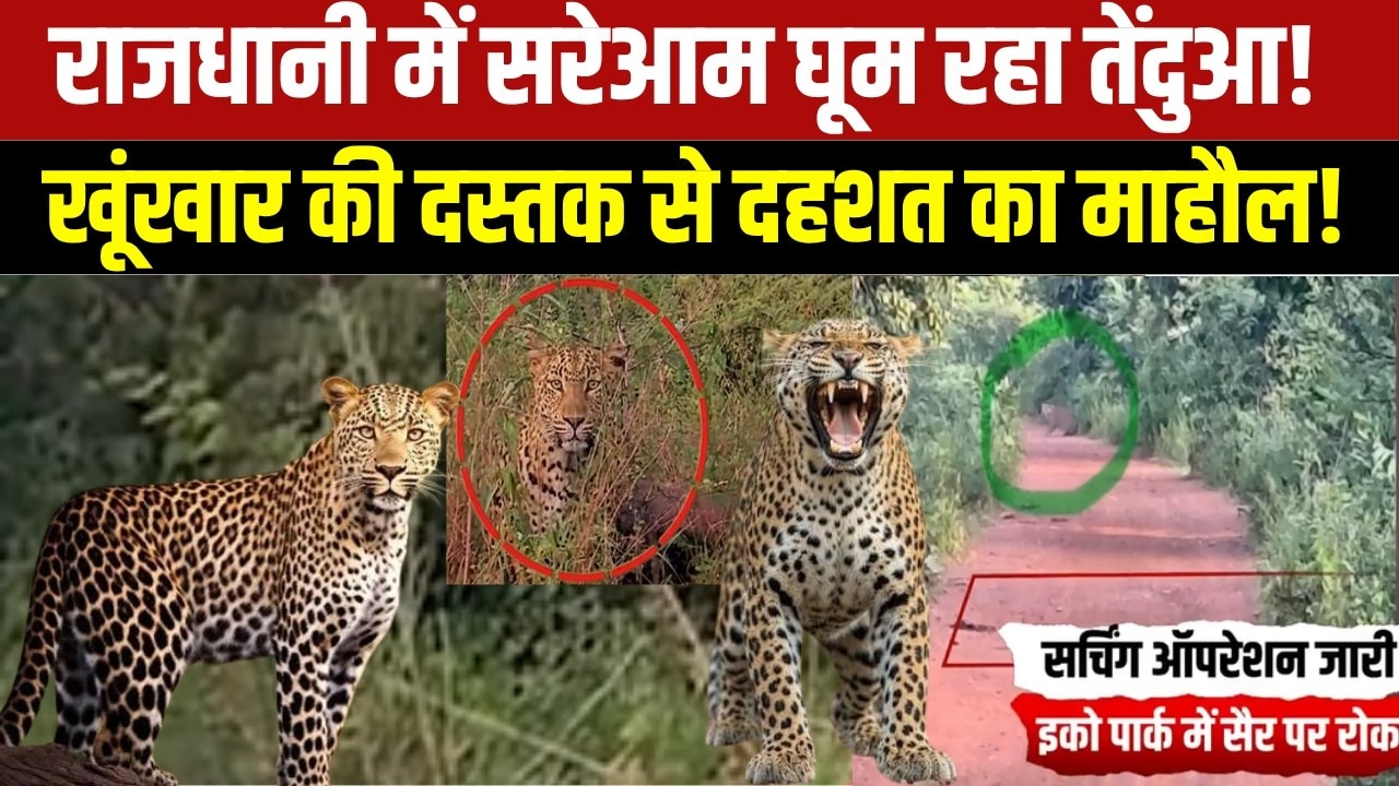 Leopard Alert:Bhopal के Katara Hills में तेंदुए की मूवमेंट, वन विभाग का सर्च ऑपरेशन । #shorts #viral