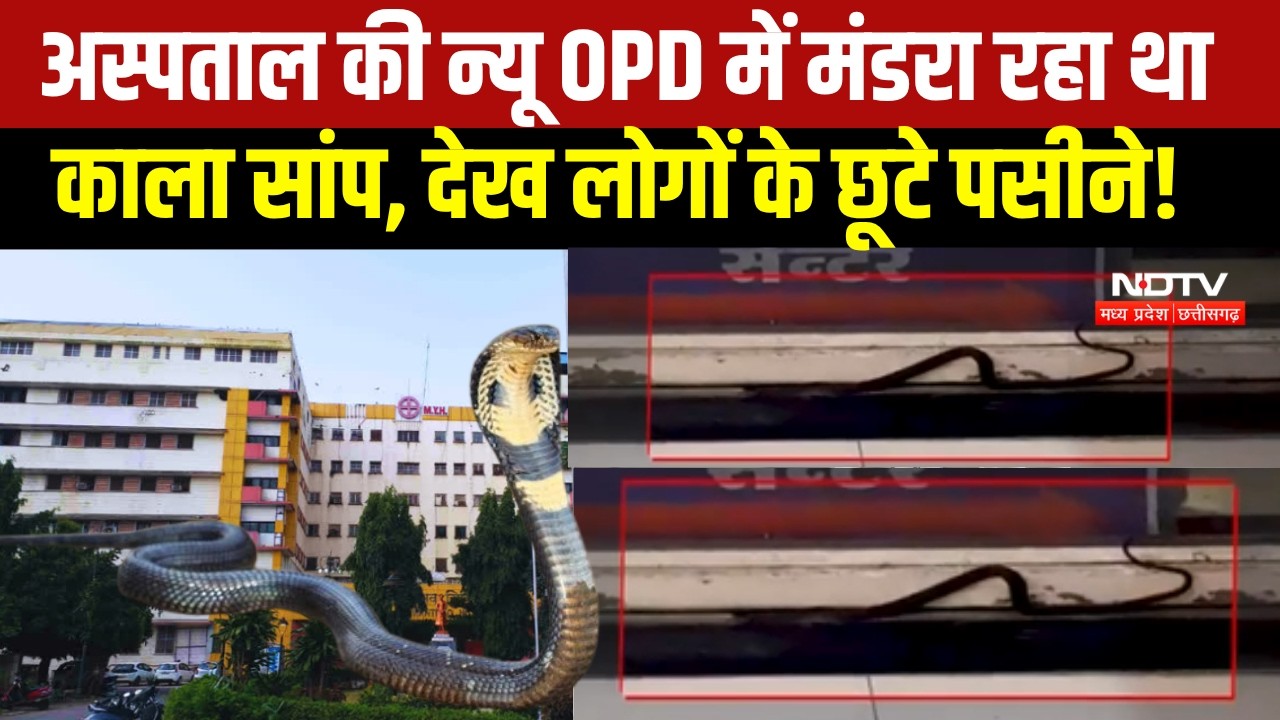 MP NEWS: Indore के MY Hospital की OPD में निकला सांप, गार्ड ने निकाला बाहर । Breaking News