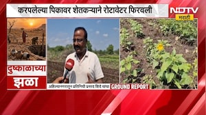 Ahilyanagar Drought | अहिल्यानगरमध्ये दुष्काळाची भीषण परिस्थिती; सोयाबीन, तूर आणि मूग पिकं करपली