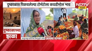 Tomato Price Drop | टोमॅटोचे दर घसरले, दुष्काळात पिकवलेल्या टोमॅटोला कवडीमोल भाव | NDTV Marathi