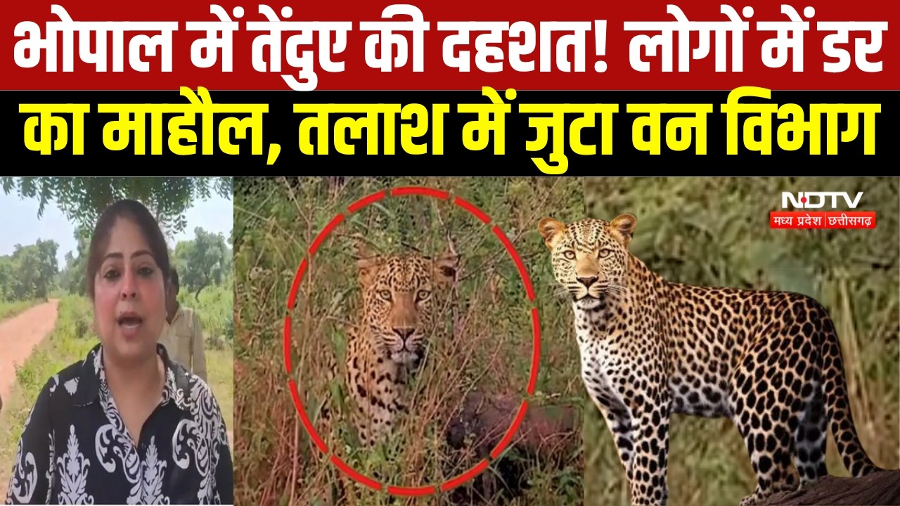 MP NEWS: Bhopal के Katara Hills में Leopard की दहशत, 25 KM तक सर्चिंग । Breaking News