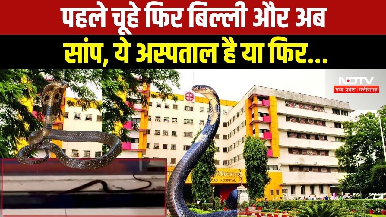 Indore News: MY Hospital की न्यू OPD में निकला सांप, Video आया सामने । Breaking News