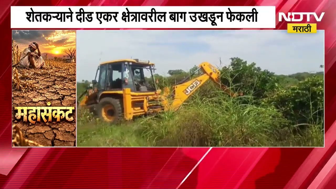 Chh.Sambhajinagar मध्ये भीषण दुष्काळाचं चित्र, शेतकऱ्याने दीड एकर क्षेत्रावरील बाग उखडून फेकली