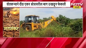 Chh.Sambhajinagar मध्ये भीषण दुष्काळाचं चित्र, शेतकऱ्याने दीड एकर क्षेत्रावरील बाग उखडून फेकली