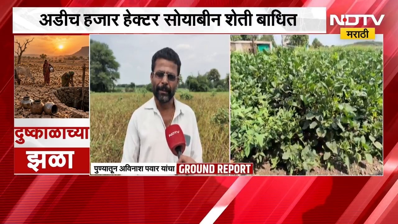Drought looms over Kendur पुण्यातील केंदूरमध्ये दुष्काळाचं सावट, अडीच हजार हेक्टर सोयाबीन शेती बाधित