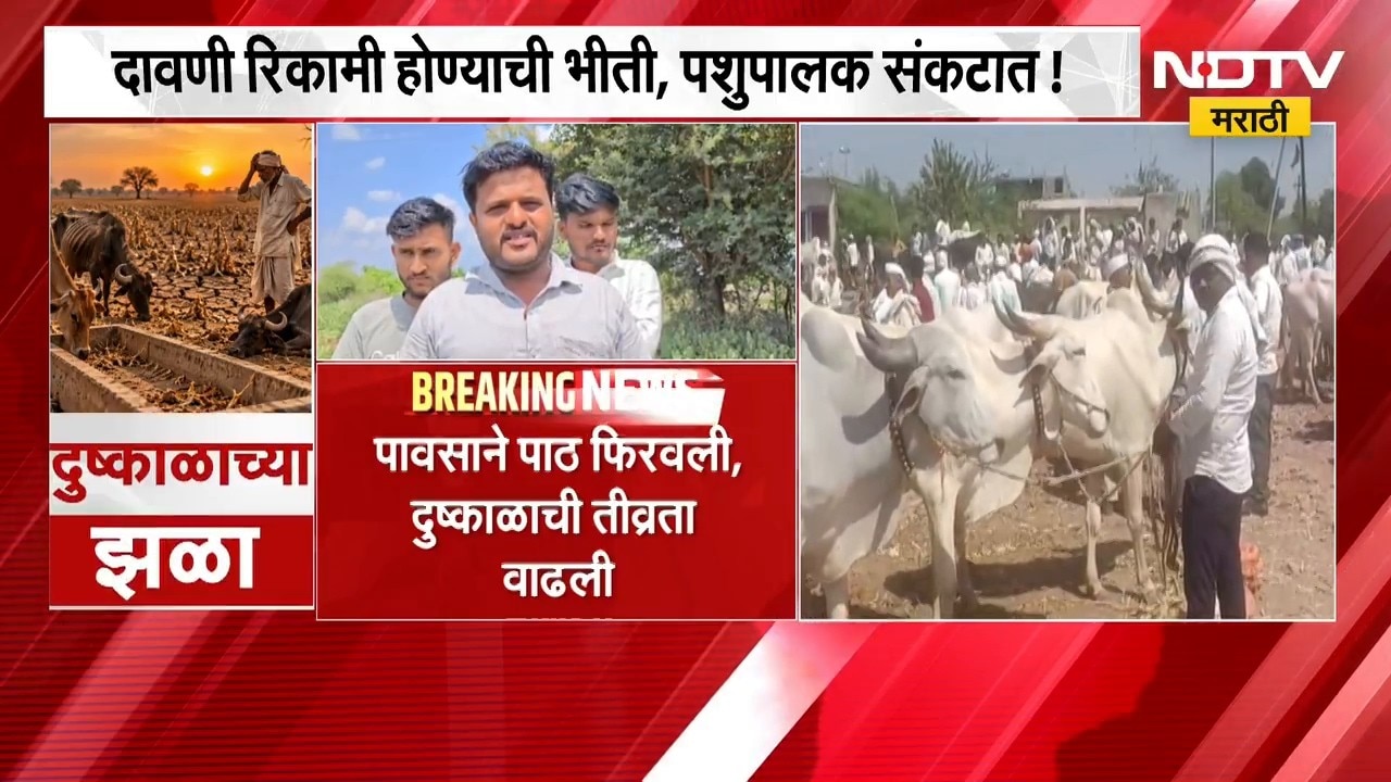 Maharashtra Drought | पावसाने पाठ फिरवली, दुष्काळाची तीव्रता वाढली; मुक्या जनावरांचं काय? | NDTV
