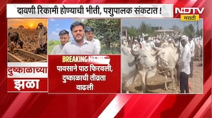 Maharashtra Drought | पावसाने पाठ फिरवली, दुष्काळाची तीव्रता वाढली; मुक्या जनावरांचं काय? | NDTV