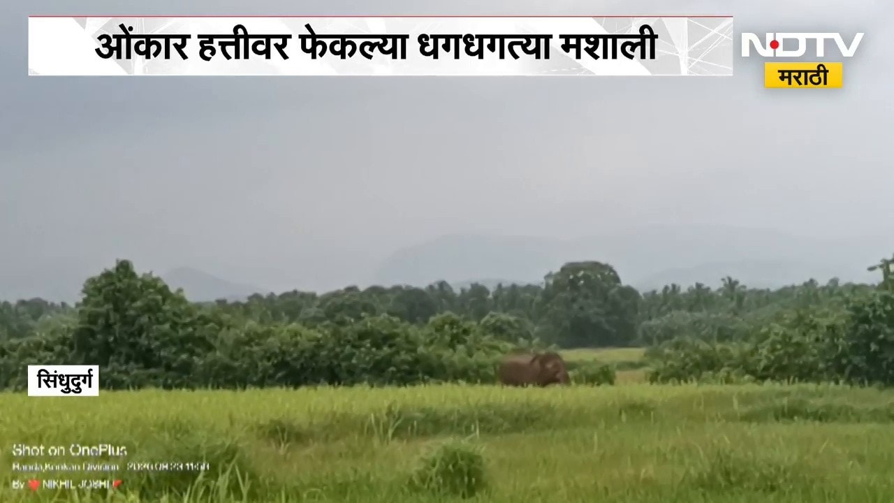Sindhudurga | ओंकार हत्तीवर फेकल्या धगधगत्या मशाली? प्राणीप्रेमी, नागरिकांकडून संताप