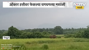 Sindhudurga | ओंकार हत्तीवर फेकल्या धगधगत्या मशाली? प्राणीप्रेमी, नागरिकांकडून संताप