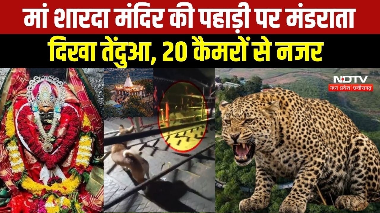 MP NEWS: Maihar में Maa Sharda Temple की पहाड़ी पर दिखा तेंदुआ । Breaking News