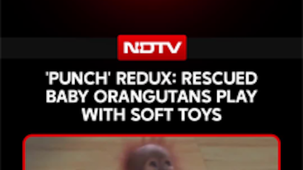 Remember 'Punch'? Rescued Baby Orangutans Find Comfort In Soft Toys