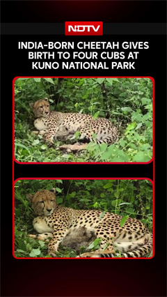 Video: India-Born Cheetah Gives Birth to Four Cubs at Kuno National Park