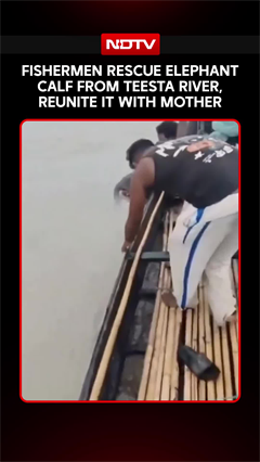 On Cam: Fishermen Rescue Elephant Swept Away In Teesta River In West Bengal