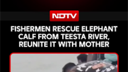 On Cam: Fishermen Rescue Elephant Swept Away In Teesta River In West Bengal