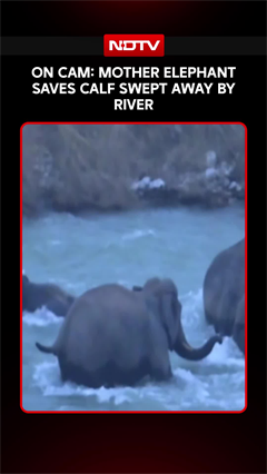 On Camera: Mother Elephant Rescues Month-Old Calf Swept Away By Kosi River In Uttarakhand