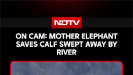 On Camera: Mother Elephant Rescues Month-Old Calf Swept Away By Kosi River In Uttarakhand