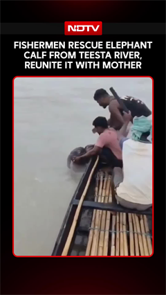 On Camera, Fishermen Rescue Baby Elephant From Being Swept Away In Teesta River