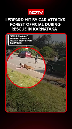 Leopard Hit By Car Attacks Forest Official During Rescue In Karnataka