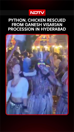 Python, Chicken Rescued From Ganesh Visarjan Procession In Hyderabad