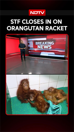 STF Closes In On Odisha's Orangutan Racket