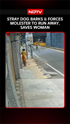 On Cam, Stray Dogs &lsquo;Save&rsquo; Woman From Alleged Molestation Attempt In Coimbatore