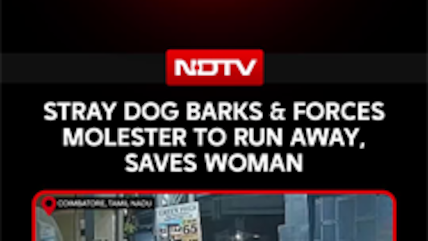 On Cam, Stray Dogs &lsquo;Save&rsquo; Woman From Alleged Molestation Attempt In Coimbatore