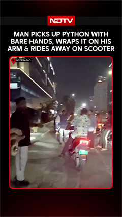 On Cam: Man Catches Python Snake With Bare Hands Rides Away On Scooter With Snake Wrapped On His Arm