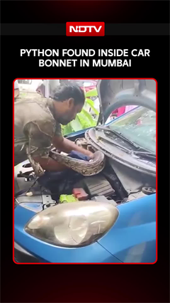 Python Found Inside Car Bonnet In Mumbai, Residents Left Stunned