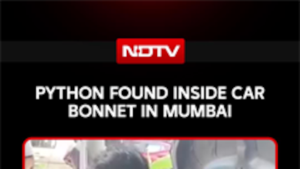 Python Found Inside Car Bonnet In Mumbai, Residents Left Stunned