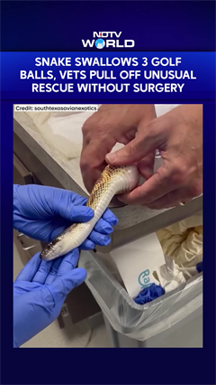 Snake Swallows 3 Golf Balls, Vets Pull Off Unusual Rescue Without Surgery
