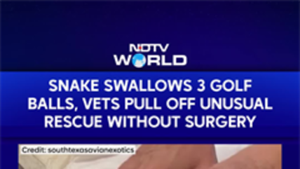 Snake Swallows 3 Golf Balls, Vets Pull Off Unusual Rescue Without Surgery