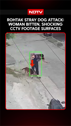 Rohtak Stray Dog Attack Caught On CCTV, Woman Bitten