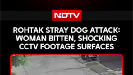 Rohtak Stray Dog Attack Caught On CCTV, Woman Bitten